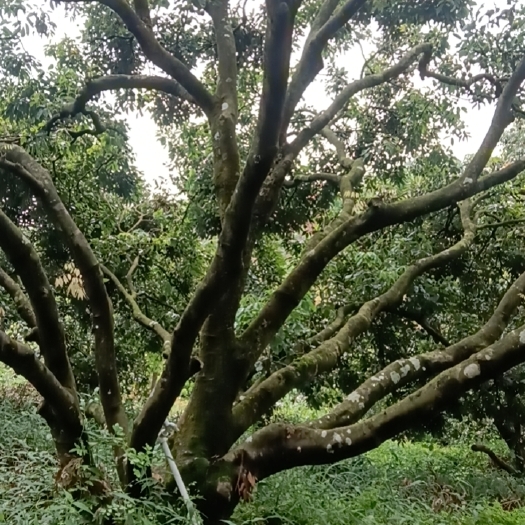 灵山县灵山贵味荔枝   是灵山荔之乡最出名的品种    送礼的佳品
