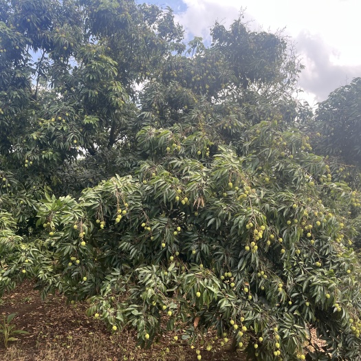灵山县自家老树桂味，支持实地看货