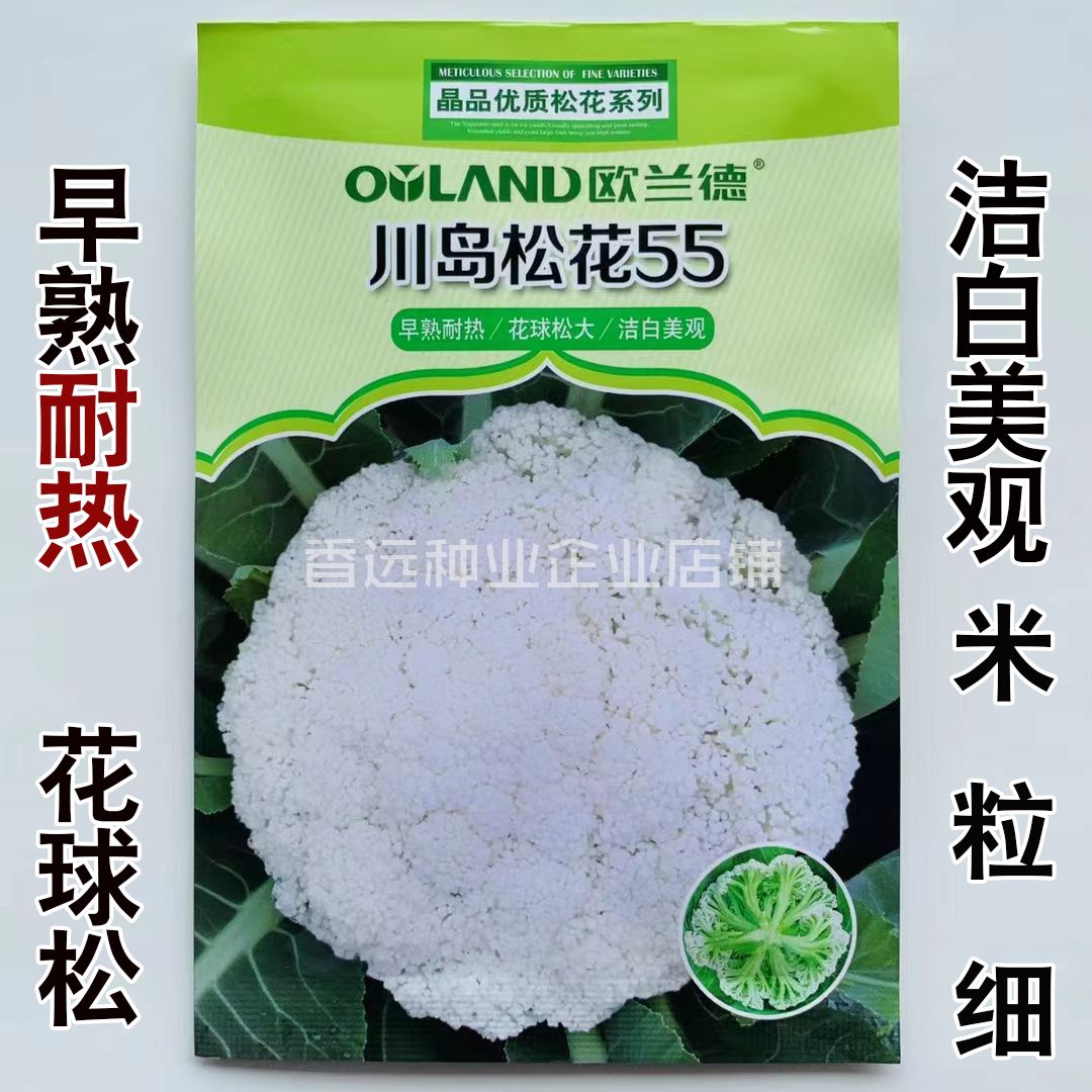 沭阳县松花菜种子花椰菜种子耐热早熟白面青梗花椰菜种子耐热抗病好包邮