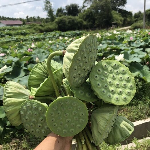 怀宁县新鲜精品莲蓬