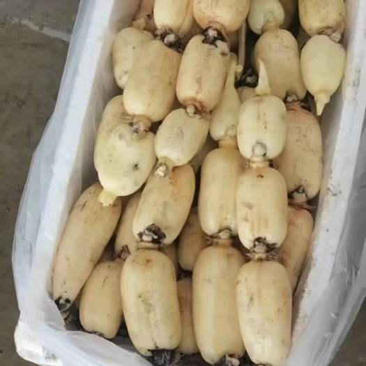 大量出售.代收精品莲藕.