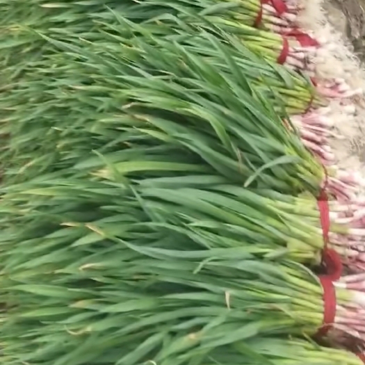 海东红根蒜苗