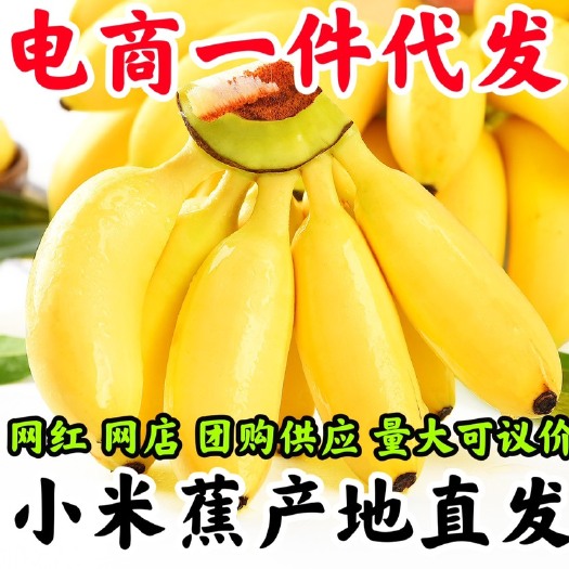 小米蕉香蕉水果小香蕉3/5/9斤现摘当季香蕉芭蕉整箱一件代发