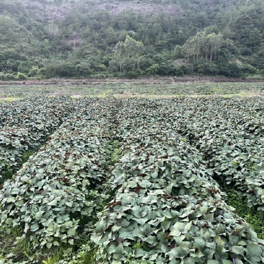 平和县大量紫苏上市 需要的联系我