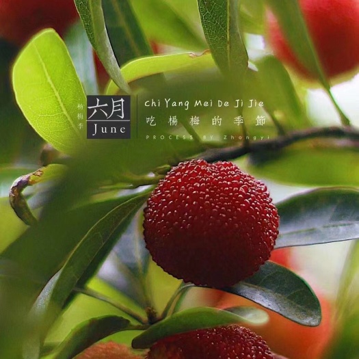 洪江市托口台梅（王子安海）