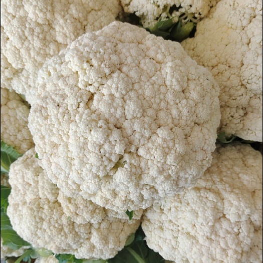 张北县张北菜花，散花产地，青梗松花菜，小米粒散菜花
