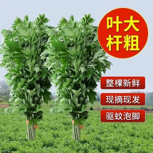 巢湖艾草端午鲜艾 艾清风鲜艾草大叶艾基地现收割现发货大量批发