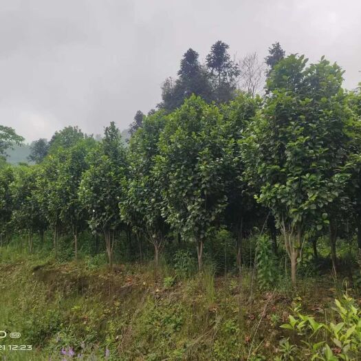 高县茶花地径4～6公分出售，两万株左右
