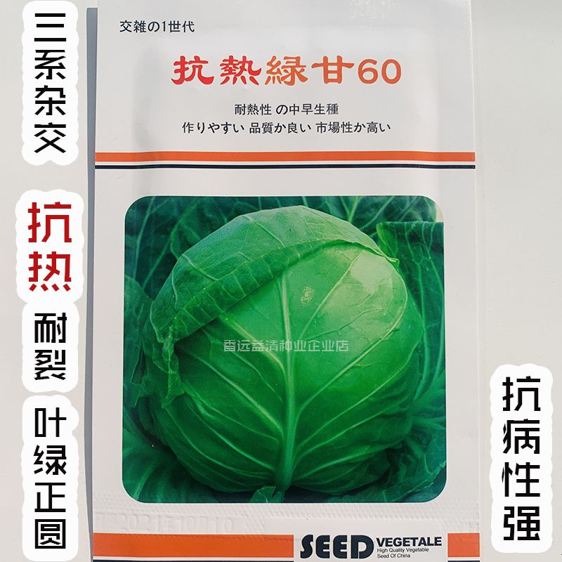 沭阳县绿甘蓝种子包菜种子抗热包菜种抗热绿甘60京丰一号