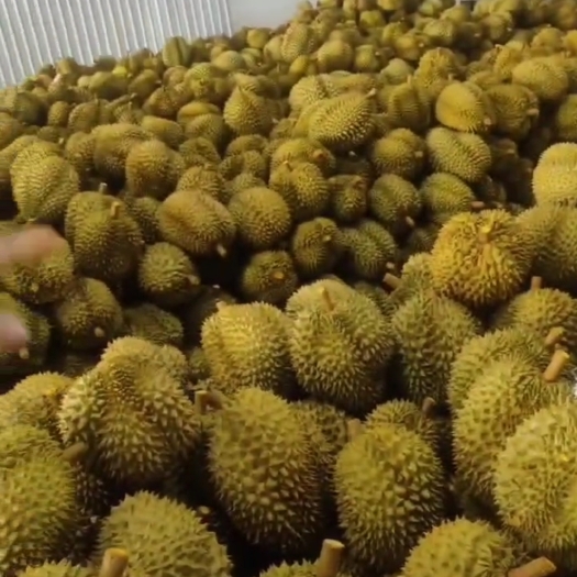 南宁越南金枕，干绕