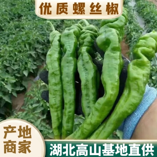 螺丝椒/湖北/高山