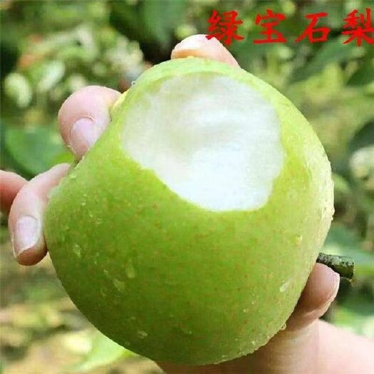 冠县供应绿宝石梨.绿宝石梨产地对接商超批发.一件代发