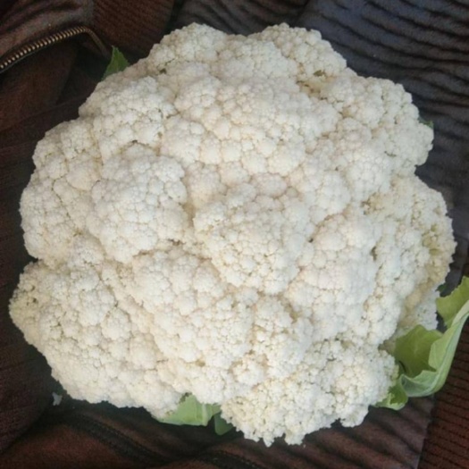 张北县青梗菜花 沽源散花菜 小米粒松花菜 花菜