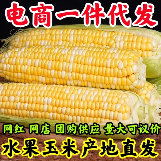 莘县水果玉米现摘新鲜玉米甜玉米棒产地直供水果玉米一件代发黄包谷嫩