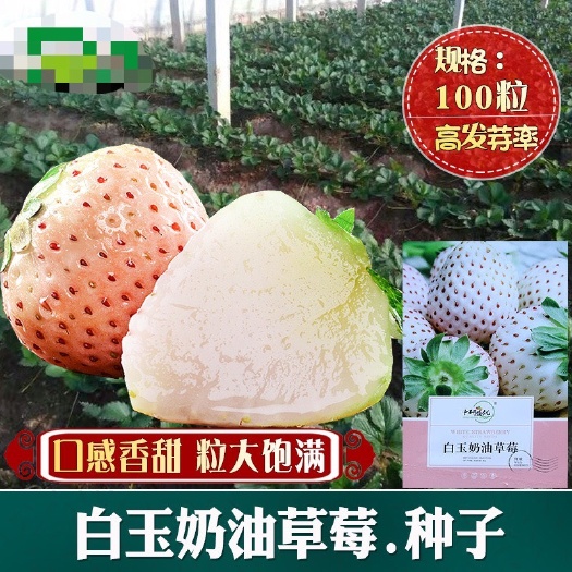 中研盛优白玉奶油草莓种子易种植口感甜美多汁粒大饱满白草莓种子