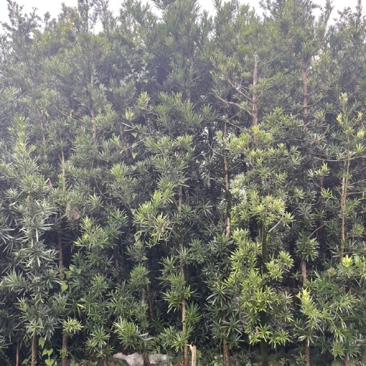普宁市罗汉松移植苗
