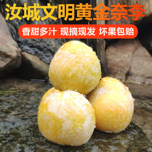 湖南特产汝城文明黄金奈李子新鲜水果脆甜多汁一件代发