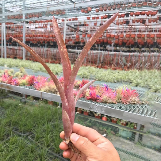 湛江积水凤梨YY烟火棒 迷你雨林缸绿植生态造景水陆花卉热带观叶