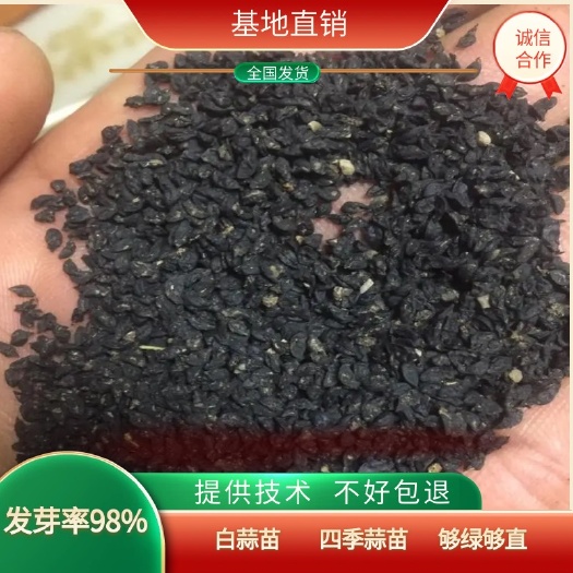通海县白蒜籽 白蒜苗   发芽率98%，够直，够绿