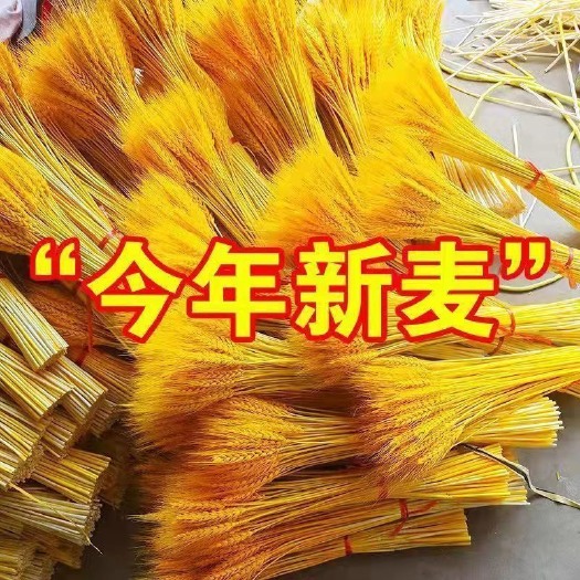 沭阳县1万支装黄金大麦批发干花花束开业生意兴隆手工麦穗装饰人财两旺