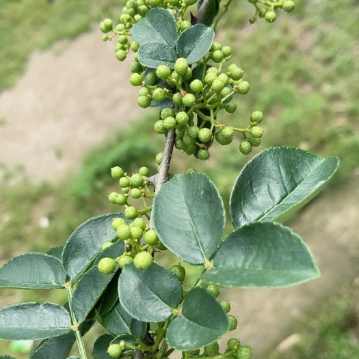 奉节土花椒