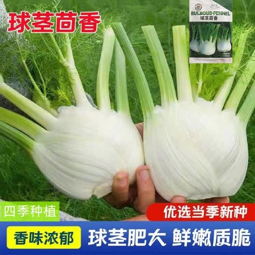 球茎茴香种子小茴香种子籽秋季种植蔬菜茴香种子籽