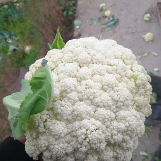张北县张北菜花产地直供，青梗松花菜，小米粒散菜花
