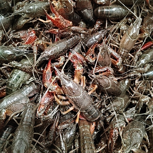 建湖县精品龙虾
