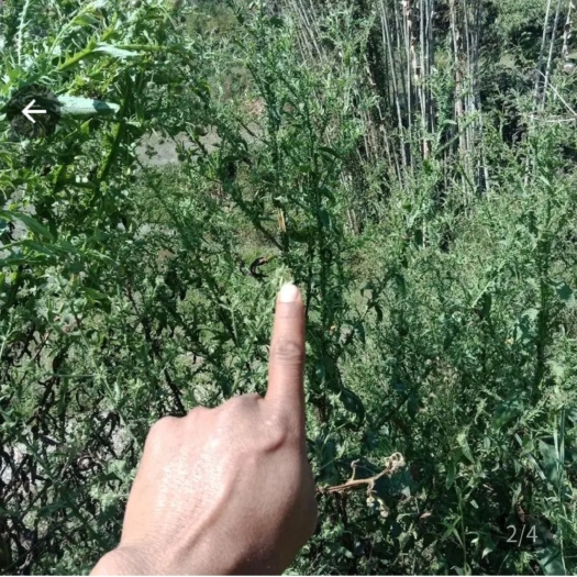 汾西县飞廉草