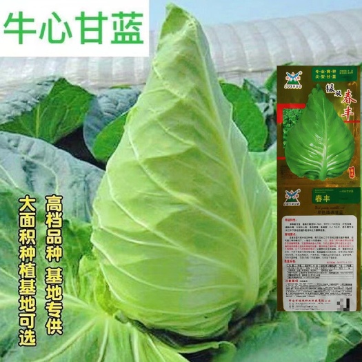 长沙牛心甘蓝种子春丰尖型甘蓝种子籽甘蓝包菜种子蔬菜种子籽