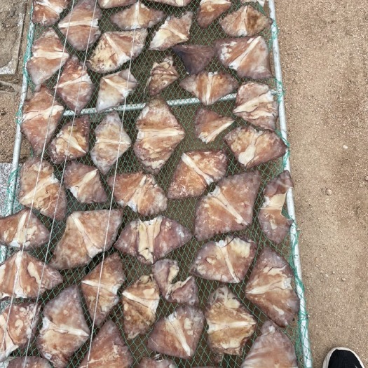 荣成市秘鲁鱿鱼耳规格500-1000大量有货