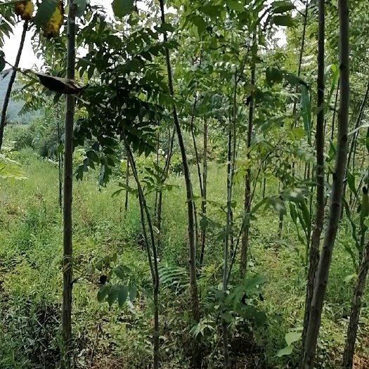 阳城县美国黑核桃苗