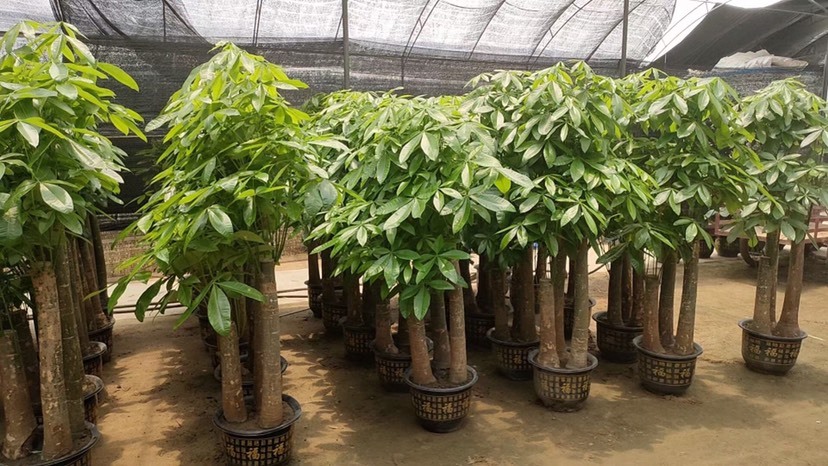 广州各种绿植盆栽基地批发