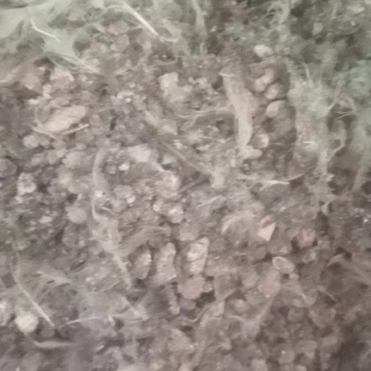 武陟县鸟粪