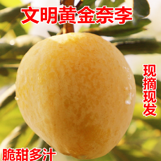 湖南特产汝城文明黄金奈李子新鲜孕妇水果商超一件代发批发