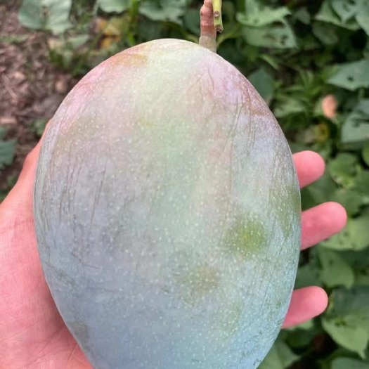 盐边县凯特芒果