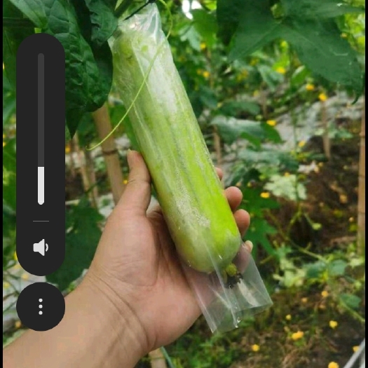 益阳白玉有机丝瓜