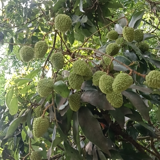灵山县桂味