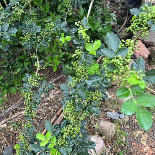 奉节重庆奉节土花椒