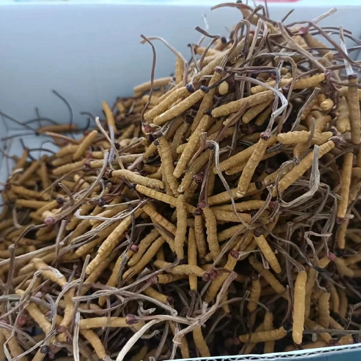 成都亚香棒虫草