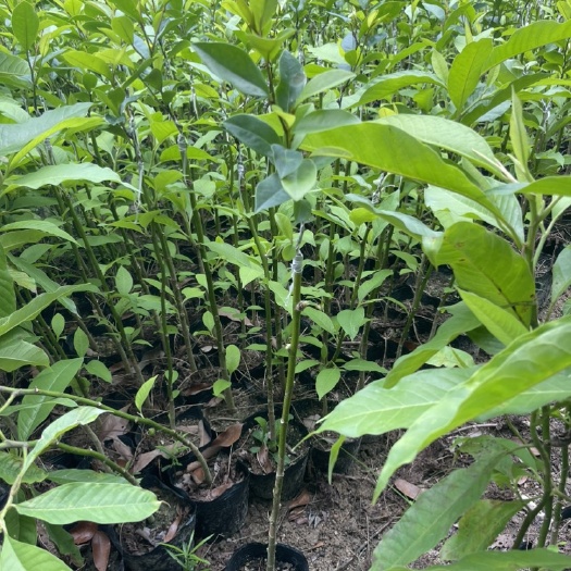 普宁市黄白含笑花嫁接苗