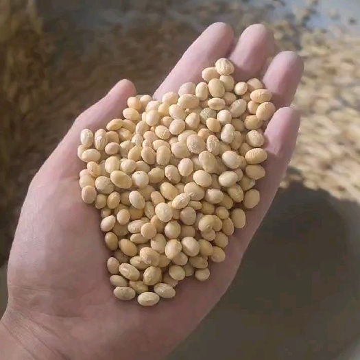 湖北天门优质大豆,鄂豆537冀豆12,蛋白46过双比重无尘杂