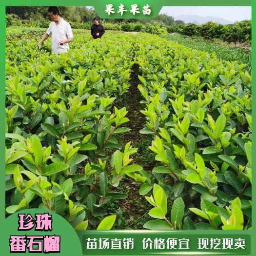 灵山县珍珠番石榴苗 四季结果 庭院种植 盆栽
