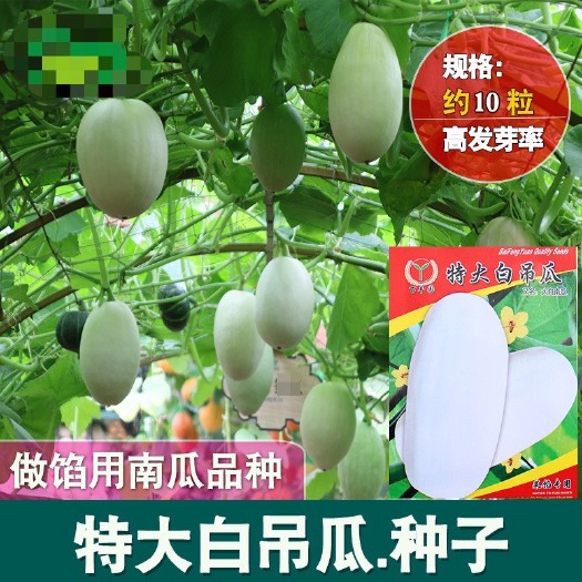 河间市大白吊瓜种子 农田菜园中早熟大白南瓜菜馅用肉厚南瓜蔬菜籽