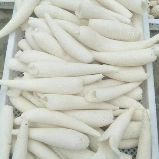 纳雍县冬荪