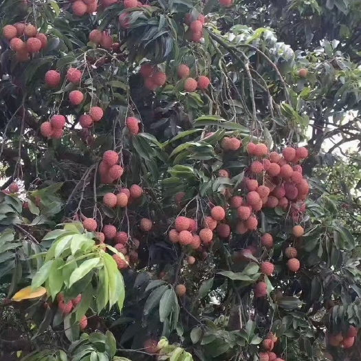 高州市高州桂味