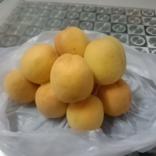 平陆县凯特杏