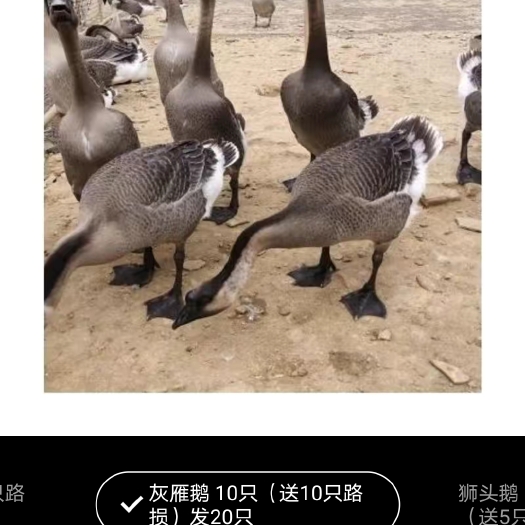 江门马岗鹅苗