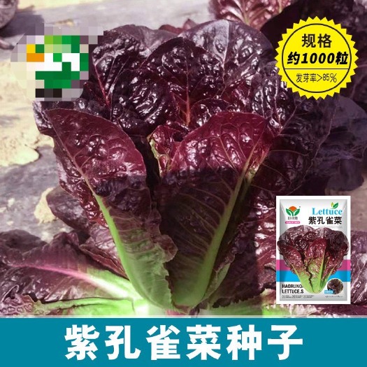 河间市蔬菜种子工厂批发紫色孔雀菜种子罗马直立红生菜种籽四季盆栽菜园