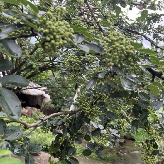 奉节重庆奉节土花椒